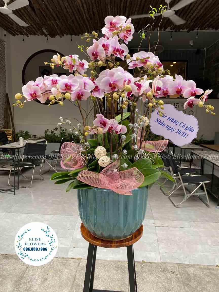 Chậu lan hồ điệp đẹp sang trọng tri ân thầy cô - Eliseflowers