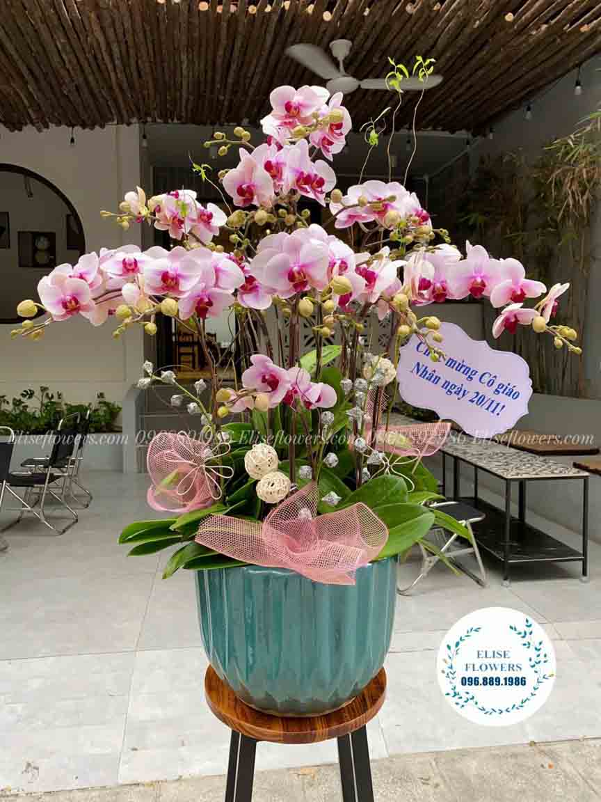 Chậu lan hồ điệp ý nghĩa tặng thầy cô ngày 20/11 | Hoa lan hồ điệp đẹp tại Eliseflowers