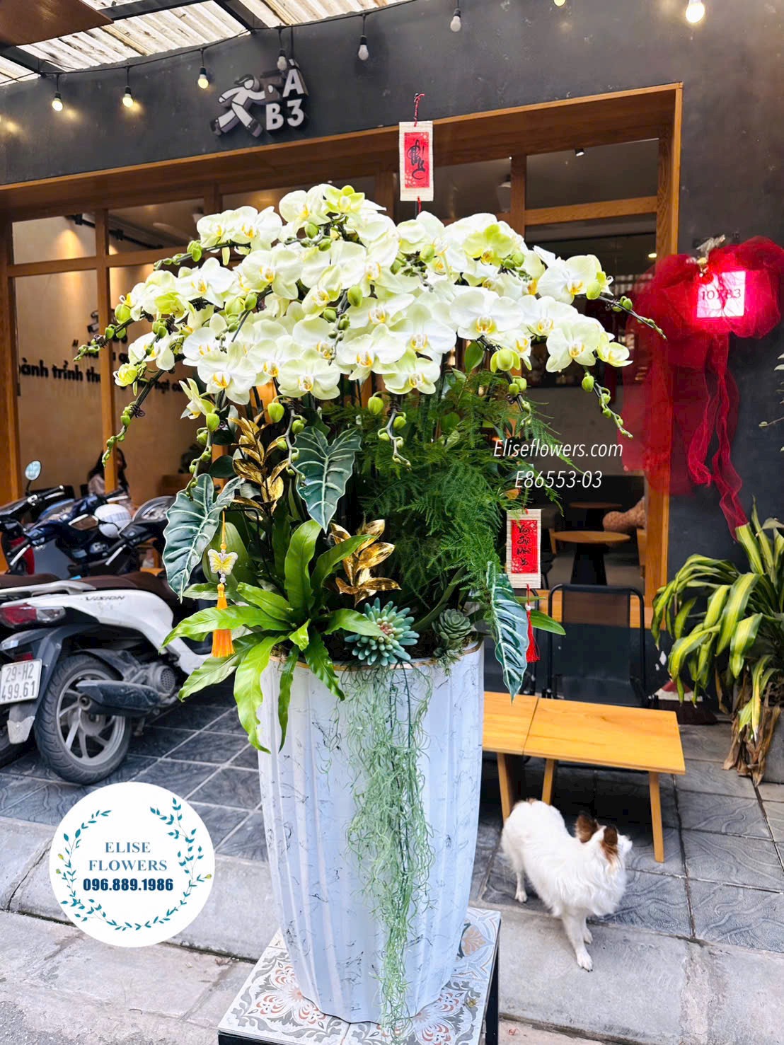 Chậu lan hồ điệp thiết kế đẳng cấp, sang trọng mừng tân gia ở Hà Nội. Đặt mua online hoa mừng tân gia\