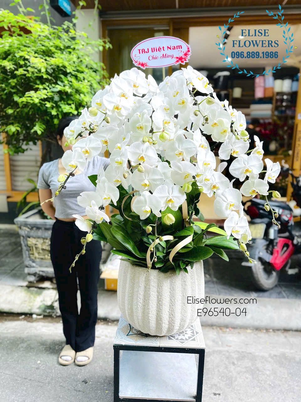 Lan hồ điệp Hà Nội. Dịch vụ giao chậu lan hồ điệp trắng 12 cành tận nơi, nhanh chóng