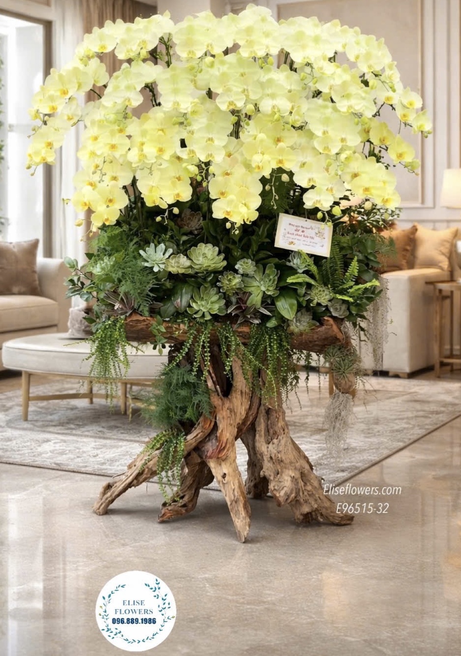 Chậu lan hồ điệp vàng. Chậu lan hồ điệp ghép lũa tài lộc, phú quý chưng sảnh