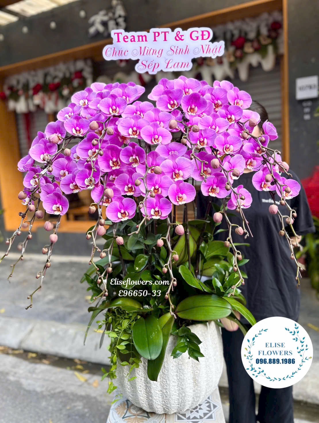 Lan hồ điệp Hà Nội. Chậu lan hồ điệp tím cỡ lớn tặng sếp, chủ tịch. Địa chỉ mua hoa uy tín 