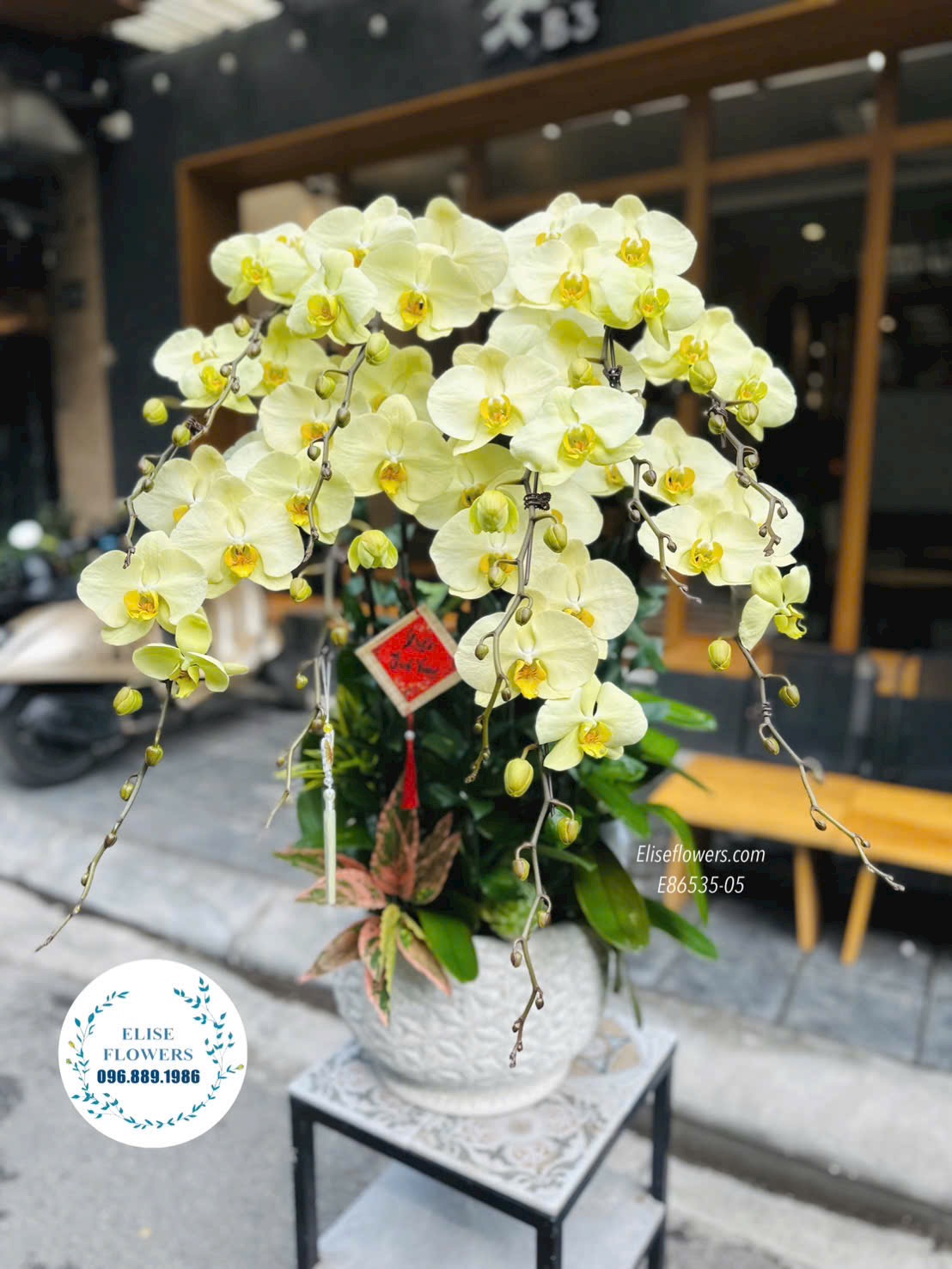 Chậu lan hồ điệp xanh táo. Lan hồ điệp tại quận Hoàn Kiếm. Dịch vụ giao hoa tận nơi, nhanh chóng