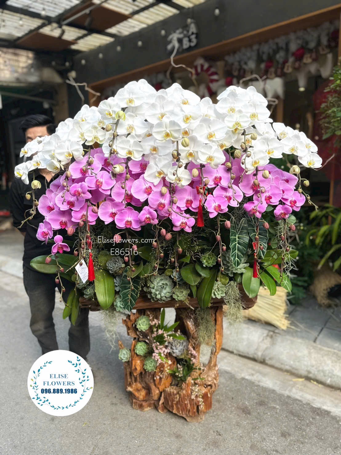 Đặt mua lan hồ điệp Hà Nội. Lan hồ điệp ghép lũa tím hồng đẳng cấp trang trí phòng khách