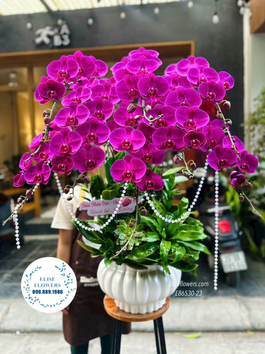 Lan hồ điệp Hà Nội. Chậu lan hồ điệp màu tím tặng khai trương cửa hàng, công ty. Cửa hàng hoa Eliseflowers