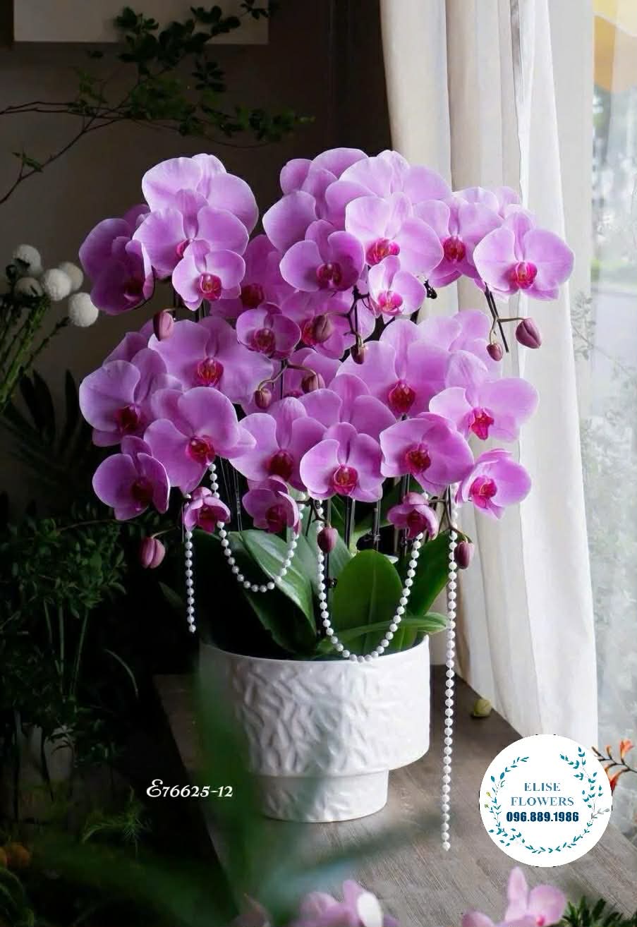 Hoa biếu sếp cao cấp. Chậu lan hồ điệp tím biếu sếp ở Hà Nội