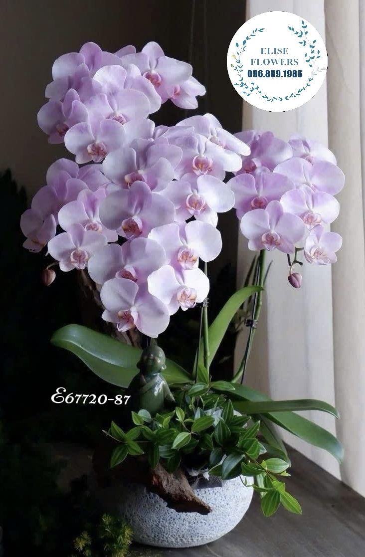 Đặt mua Online Lan hồ điệp Hà Nội. Chậu lan hồ điệp tím sang trọng mừng tân gia bạn bè, người thân. Eliseflowers
