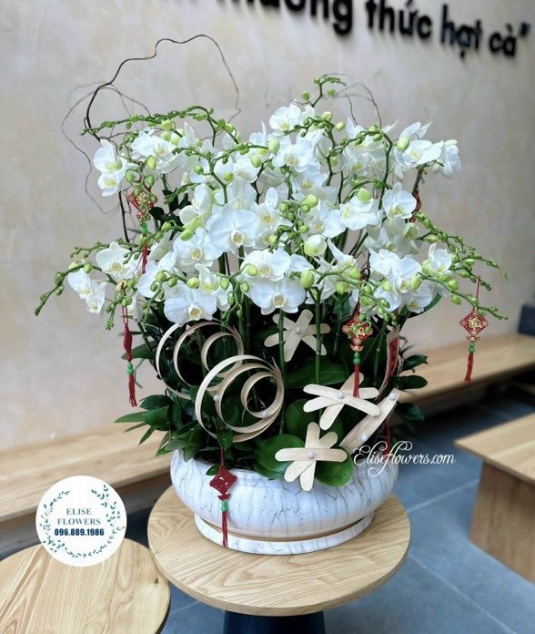 Chau-hoa-lan-ho-diep-trang-Dien-hoa-lan-ho-diep-o-Ha-Noi-Dich-vu-dat-hoa-lan-ho-diep-cao-cap