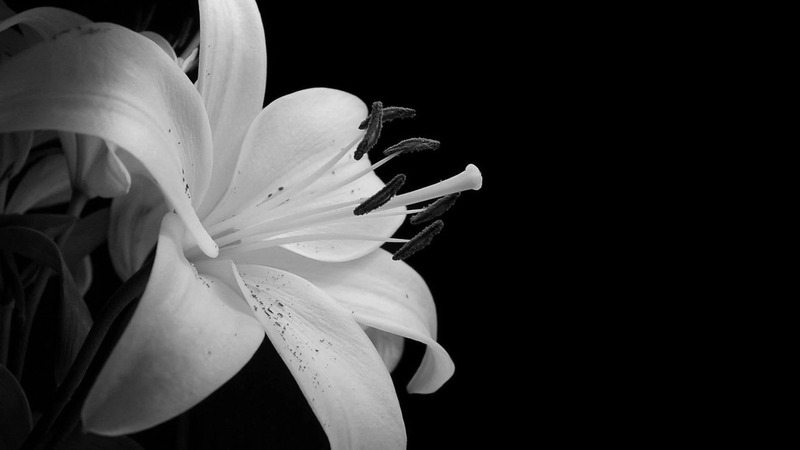 Hoa ly trắng thường được sử dụng trong tang lễ