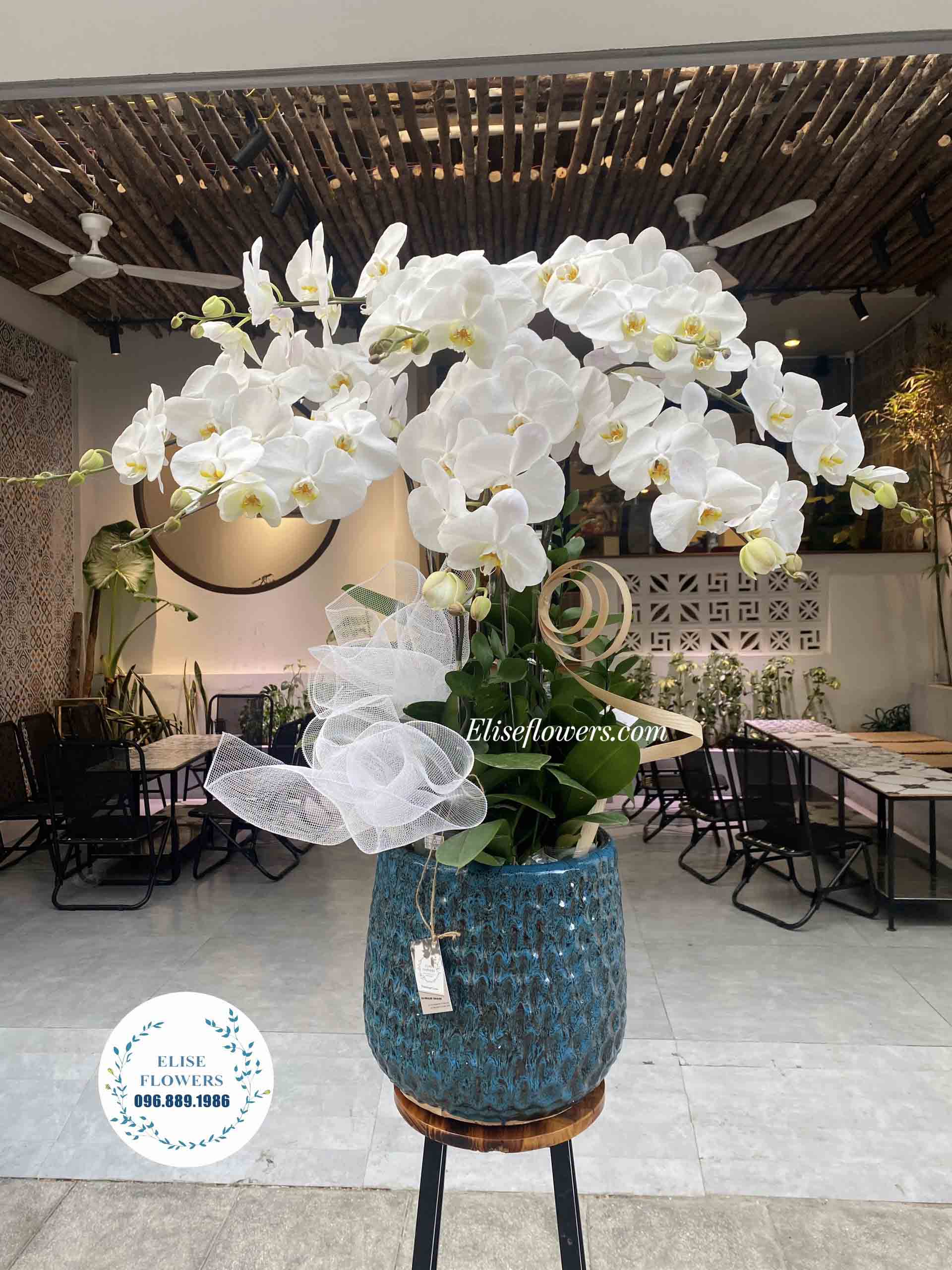 Hoa lan hồ điệp | Chậu lan hồ điệp chúc tết gia đình, người thân, đối tác ,... | Chậu hoa lan hồ điệp trắng ý nghĩa