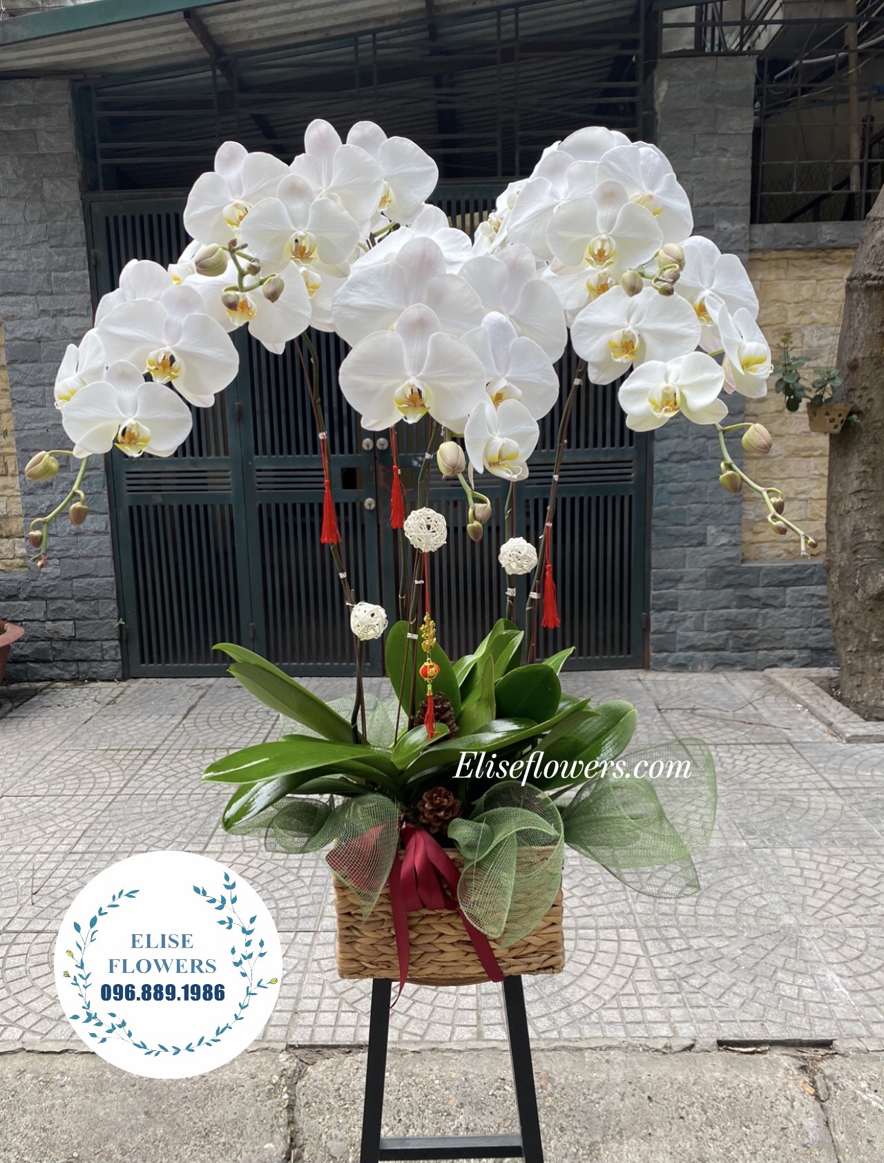 HOA TẾT | HOA LAN HỒ ĐIỆP ĐẸP Ở HÀ NỘI | Chậu lan hồ điệp trắng 5 cành đẹp sang trọng