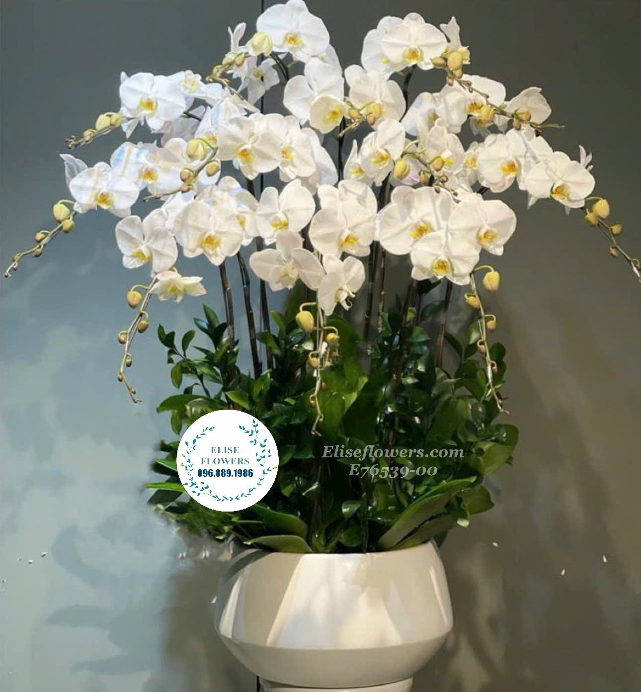 Shop hoa lan hồ điệp Hà Nội uy tín, giá rẻ ở Hà Nội. Elise Flowers - Lanhodiephanoi
