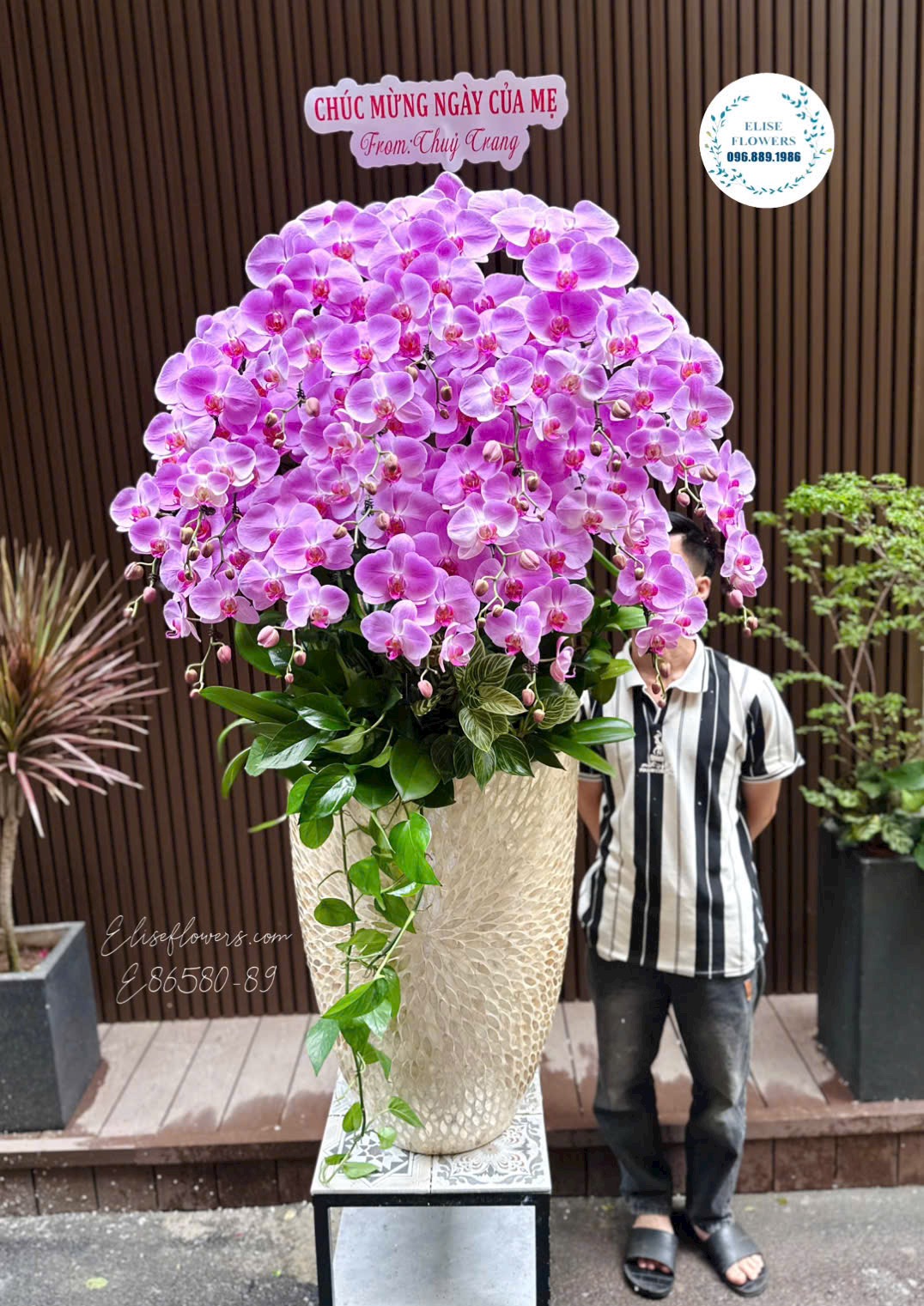 Chậu lan hồ điệp tím hồng cao cấp chúc mừng ngày của mẹ tại Eliseflowers