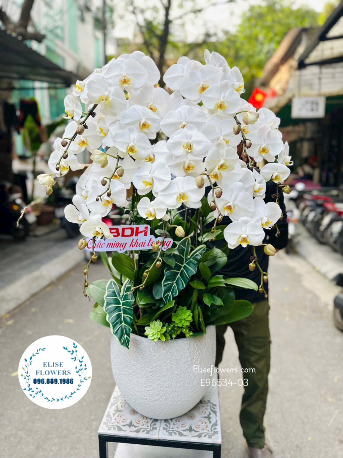 Chậu lan hồ điệp trắng mừng khai trương. Lan hồ điệp khai trương sang trọng