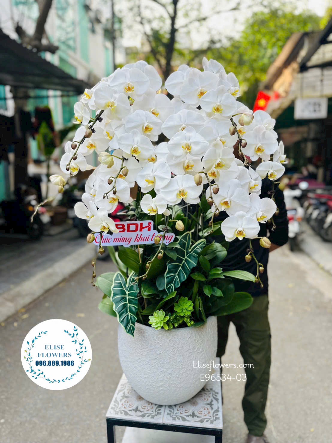 Chậu lan hồ điệp trắng mừng khai trương. Lan hồ điệp khai trương sang trọng, đẳng cấp