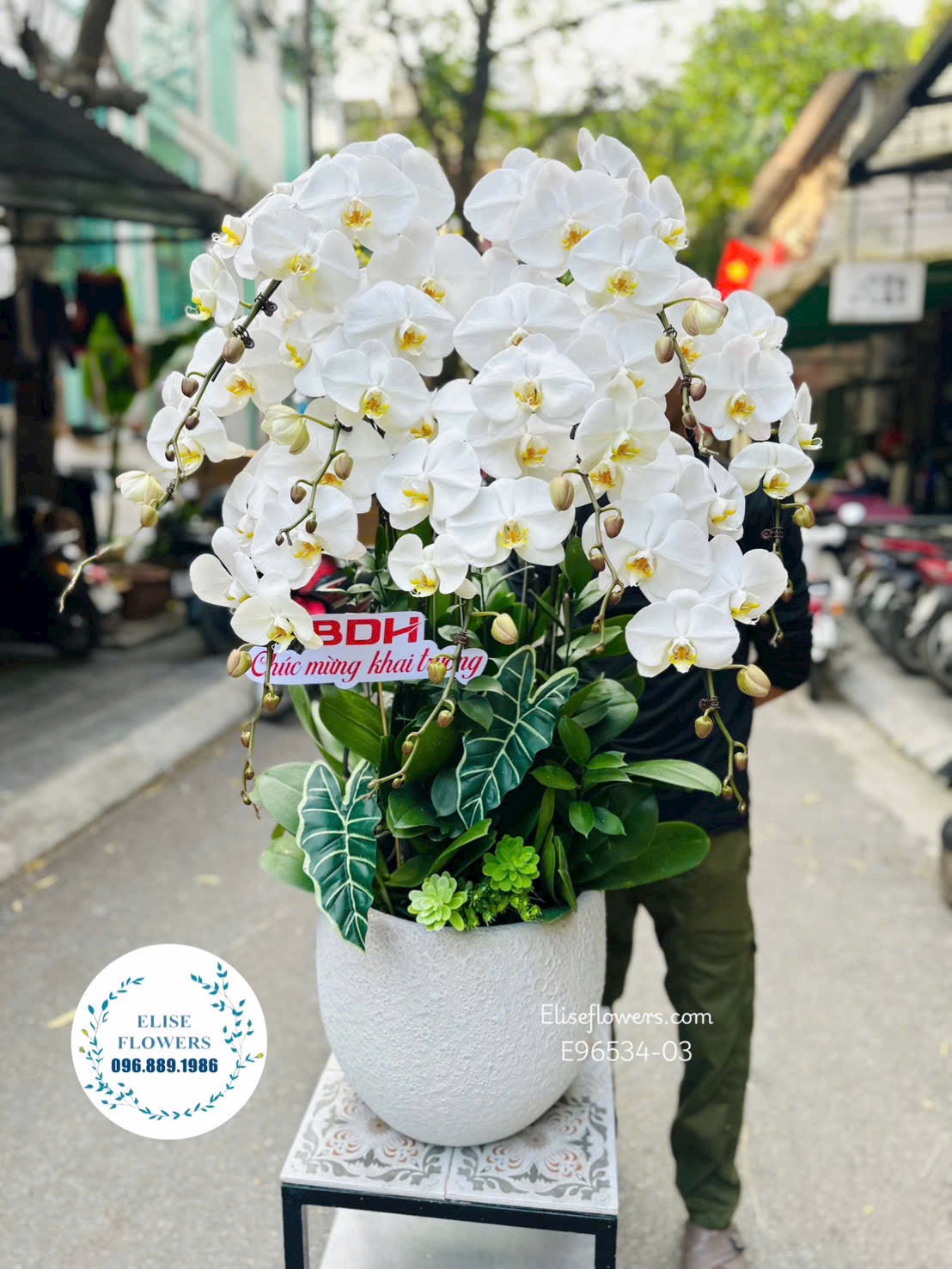 Chậu lan hồ điệp trắng mừng khai trương. Lan hồ điệp khai trương sang trọng. Eliseflowers