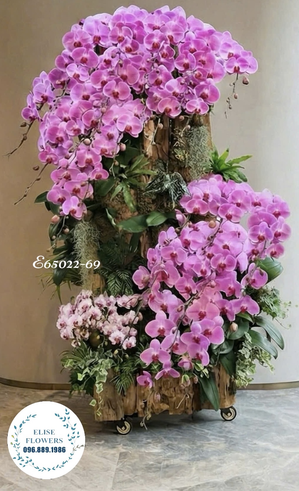 Lan ghép lũa tím - Lan hồ điệp tím sang trọng chơi Tết - Eliseflowers