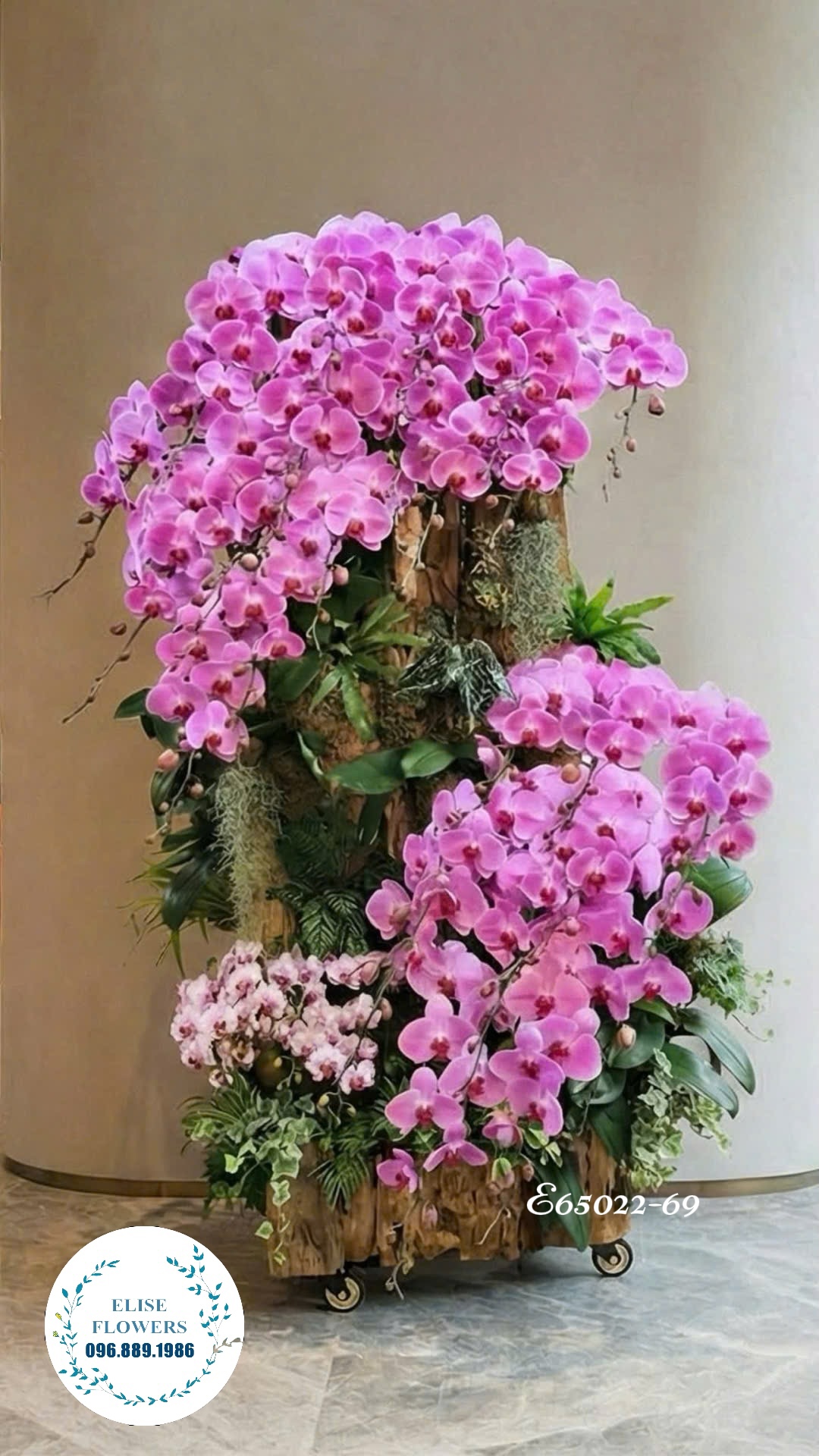 Lan ghép lũa tím khổng lồ - Lan hồ điệp tím sang trọng chơi Tết - Địa chỉ mua hoa uy tín