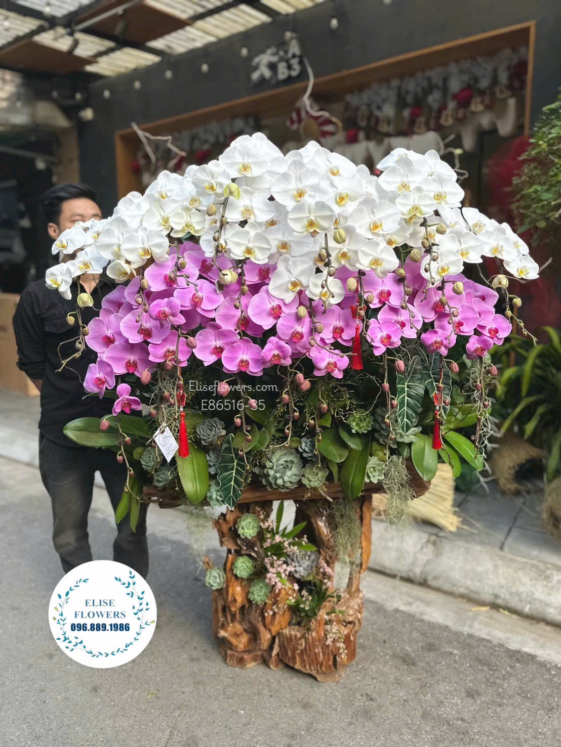 Lan hồ điệp Hà Nội. Lan hồ điệp ghép lũa tím hồng đẳng cấp trang trí phòng khách