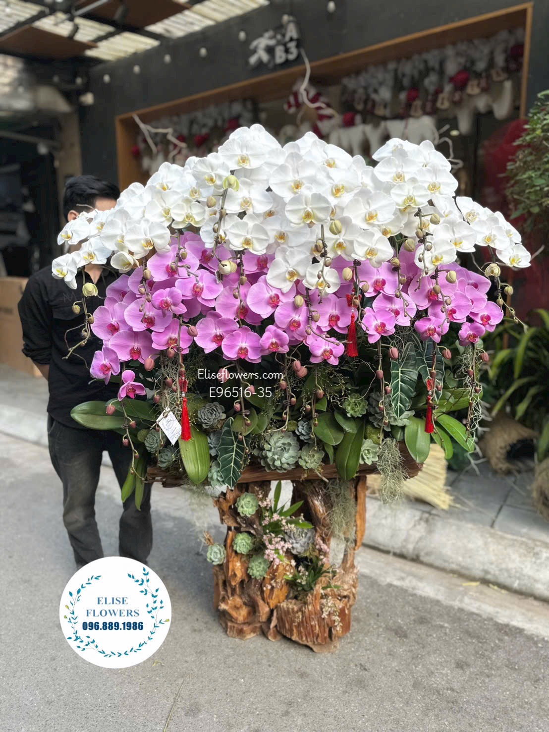 Lan hồ điệp Hà Nội. Lan hồ điệp ghép lũa tím hồng sang trọng trang trí nhà | Eliseflowers