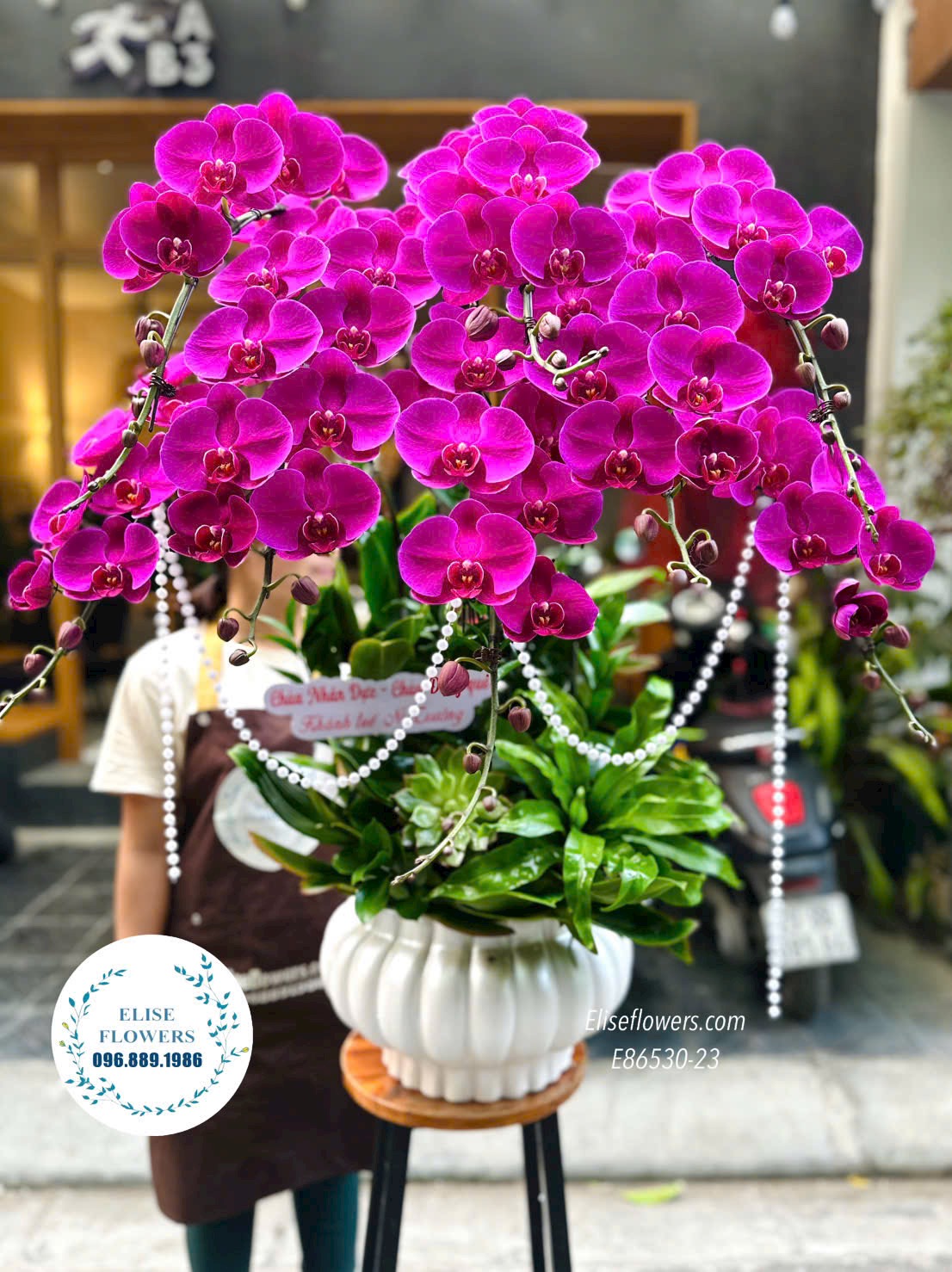 Lan hồ điệp Hà Nội. Chậu lan hồ điệp màu tím tặng khai trương cửa hàng, công ty