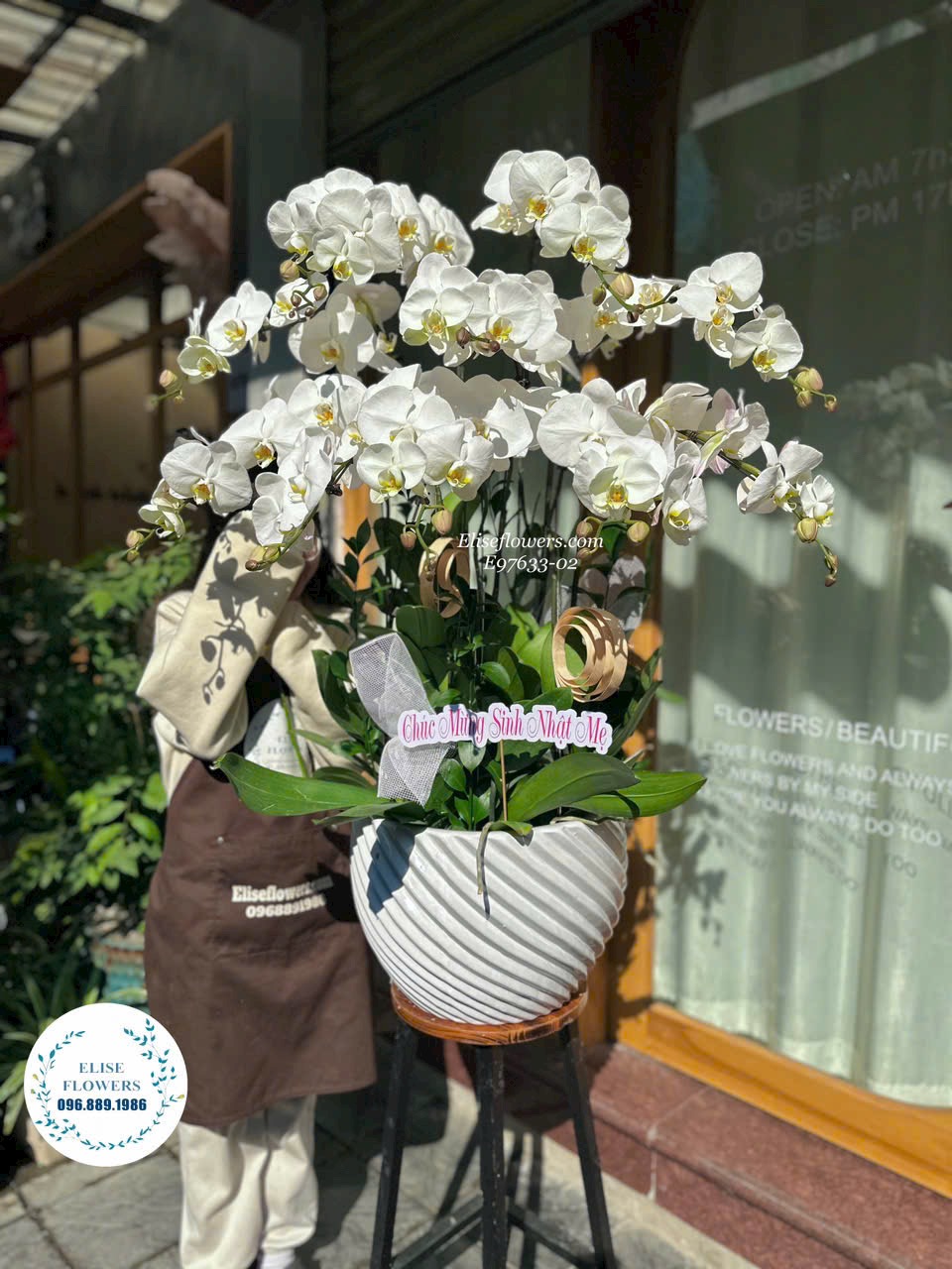 lan hồ điệp trắng khai trương. Mua chậu lan hồ điệp trắng khai trương đẹp ở Hà Nội