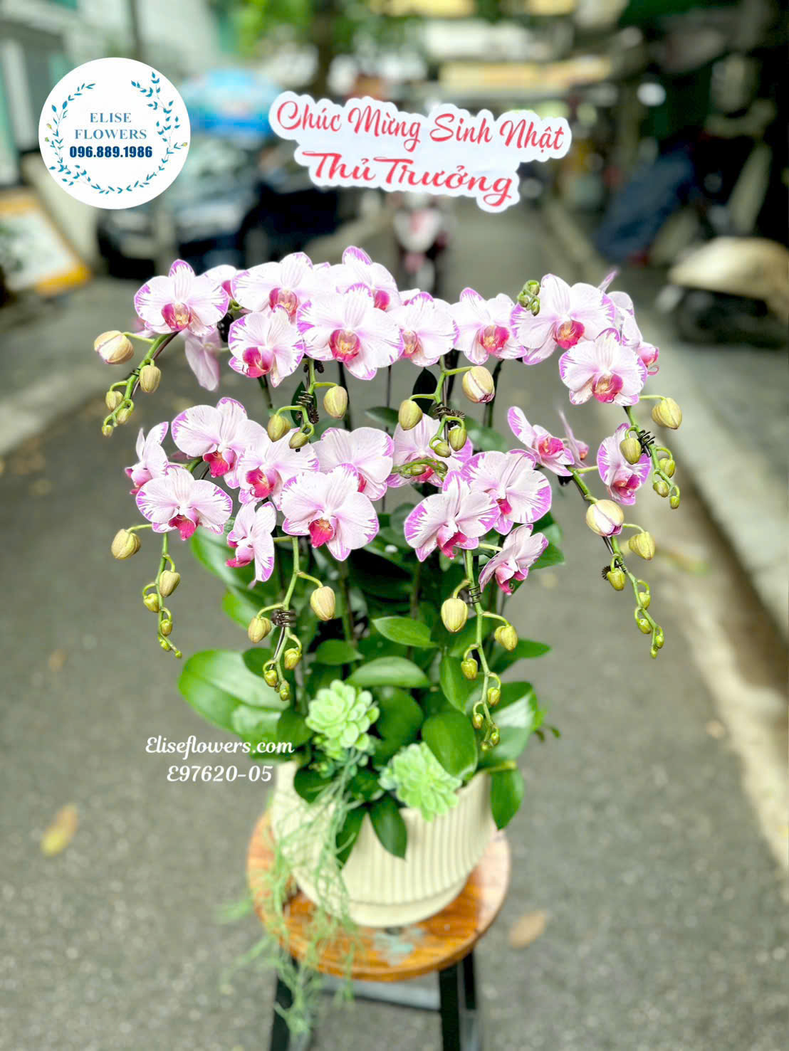 Lan hồ điệp mini 8 cành để bàn. Chậu lan hồ điệp mini Hà Nội. Điện hoa lan hồ điệp