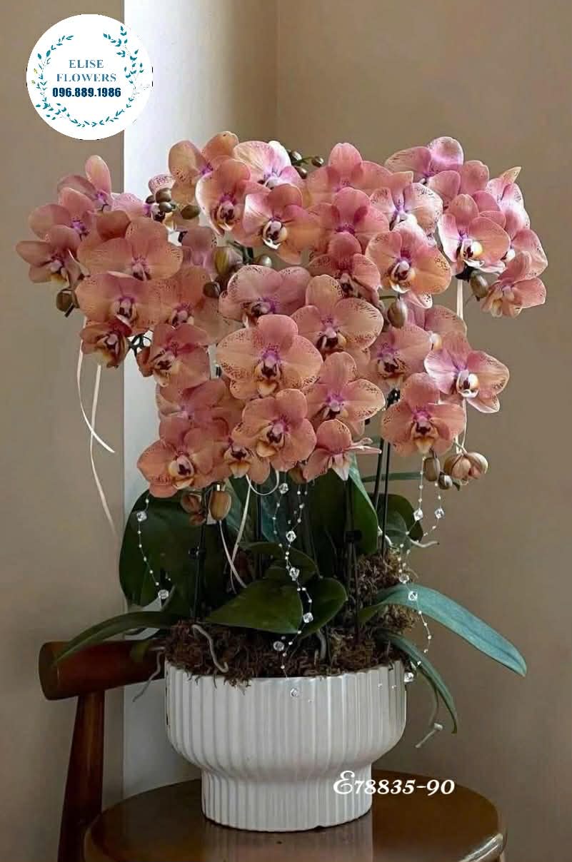 Chậu lan hồ điệp Hà Nội. Lan hồ điệp biếu đối tác, sếp, khách hàng. Eliseflowers
