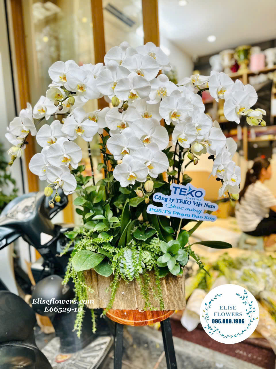 Chậu hoa lan hồ điệp đẹp. Điện hoa lan hồ điệp tặng 20-11