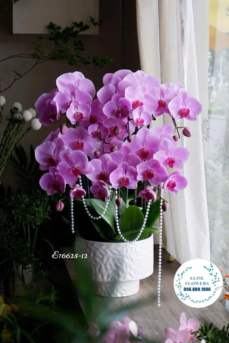 Chậu lan hồ điệp tím. Lan hồ điệp biếu sếp sang trọng. Địa chỉ mua lan hồ điệp uy tín