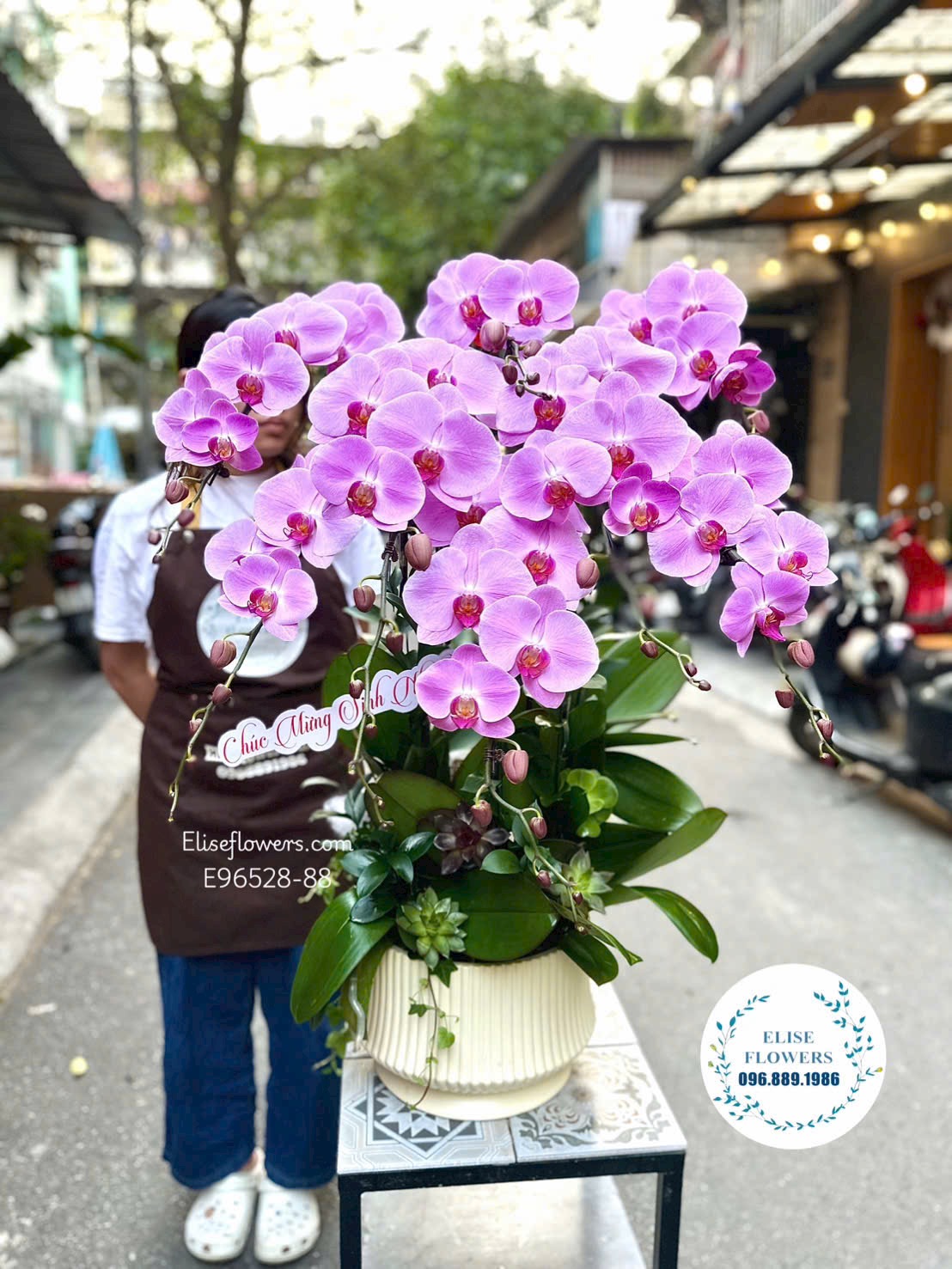 Lan hồ điệp tím chơi tết. Chậu lan hồ điệp sang trọng, quý phái trưng nhà. Eliseflowers