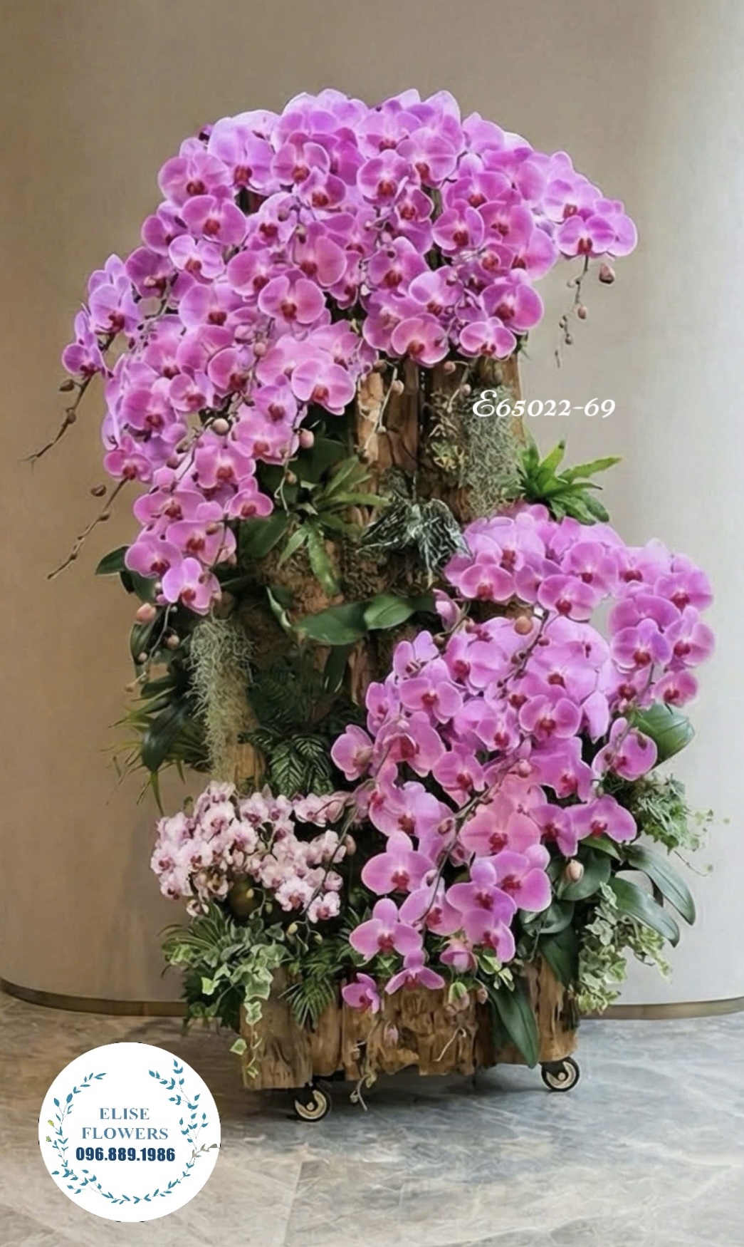 Lan ghép lũa tím khổng lồ - Lan hồ điệp tím sang trọng chơi Tết - Dịch vụ giao hoa tận nơi nhanh chóng, đảm bảo