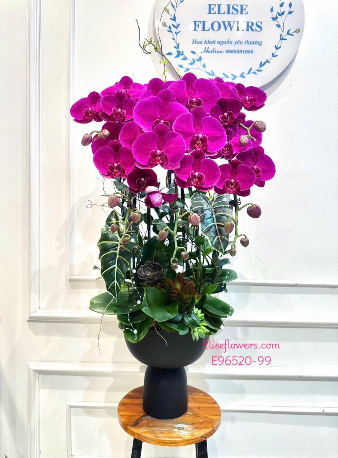 Lan hồ điệp Hà Nội. Chậu lan hò điệp tím tậng sếp cao cấp, sang trọng. Giao hoa hoả tốc