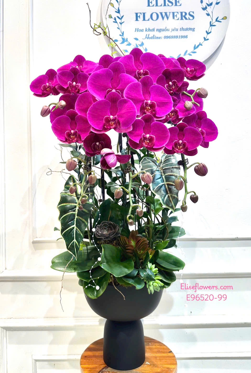 Lan hồ điệp Hà Nội. Chậu lan hò điệp tím tậng sếp cao cấp, sang trọng