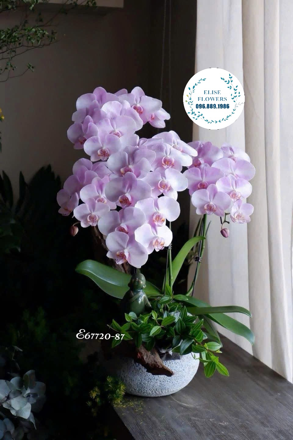 Lan hồ điệp Hà Nội. Chậu lan hồ điệp tím sang trọng mừng tân gia bạn bè, người thân