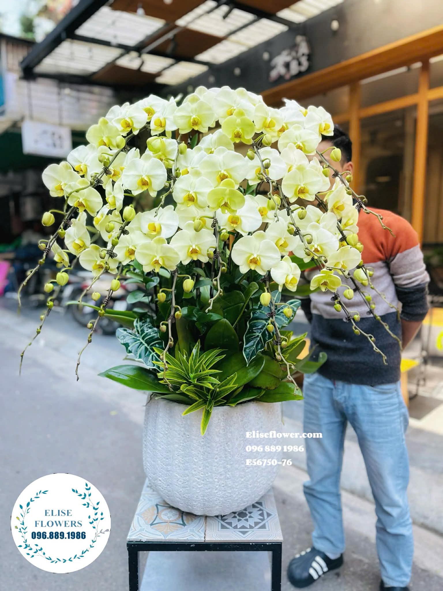 Lan hồ điệp Hà Nội. Lan hồ điệp chơi tết. Đặt hoa chưng nhà. Eliseflowers