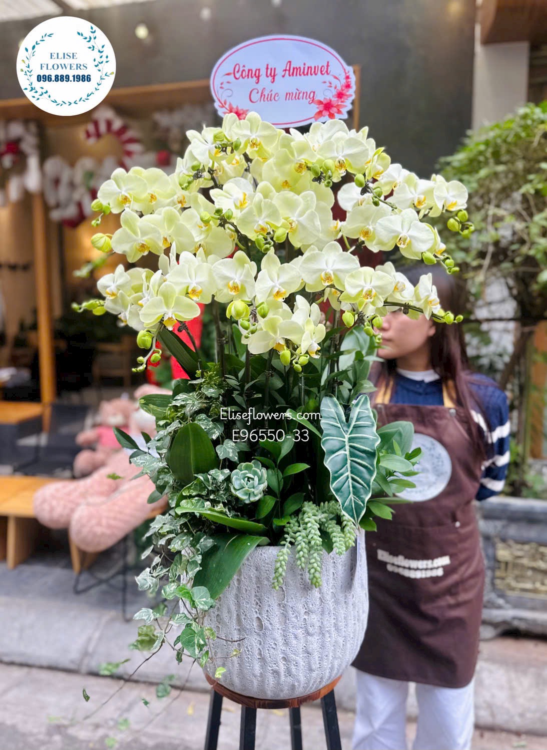 Lan hồ điệp Hà Nội. Chậu lan hồ điệp xanh táo chúc mừng kỉ niệm thành lập công ty tại Hà Đông