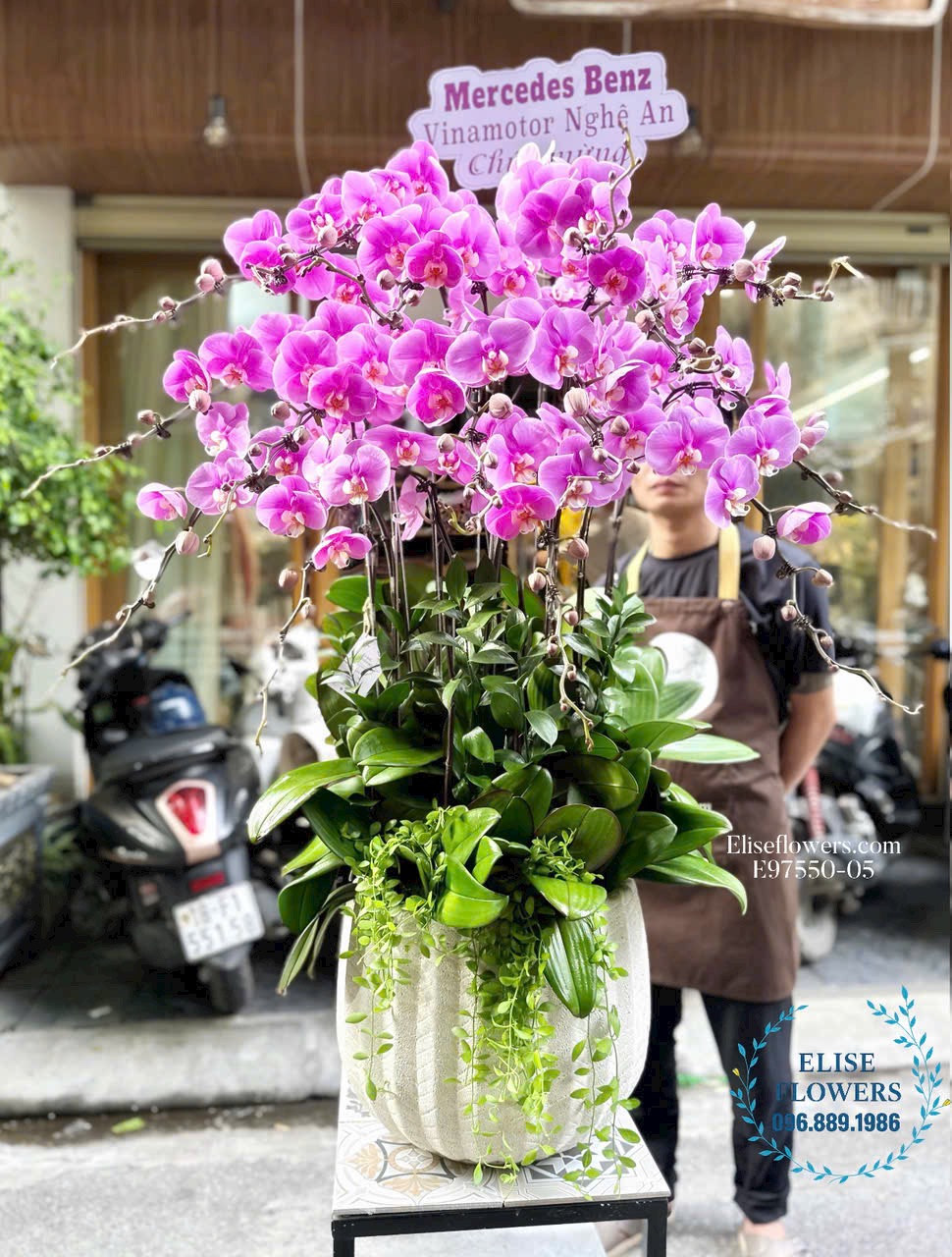 Chậu lan hồ diệp tím 15 cành tặng đối tác ở Hà Nội
