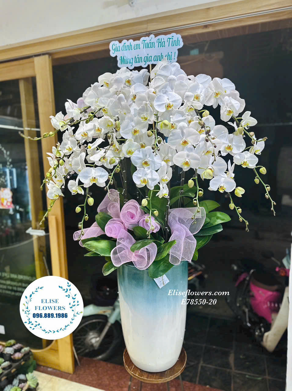 Mua chậu hoa lan hồ điệp biếu tết. Giao hoa lan hồ điệp ở Hà Nội