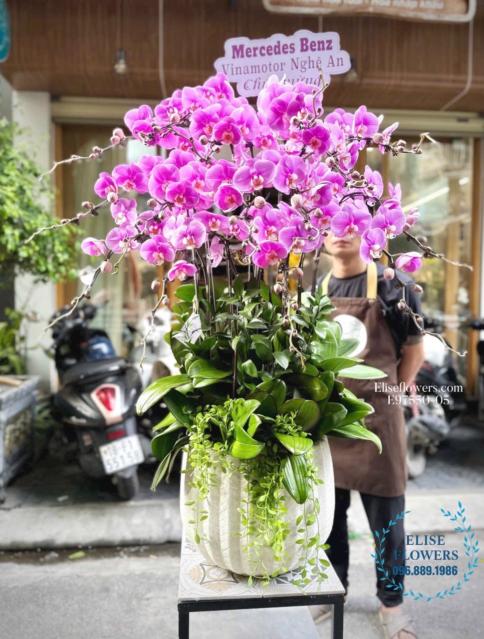 Mua chậu lan hồ điệp đẹp tặng đối tác, sếp, khách hàng cao cấp ở Hà Nội