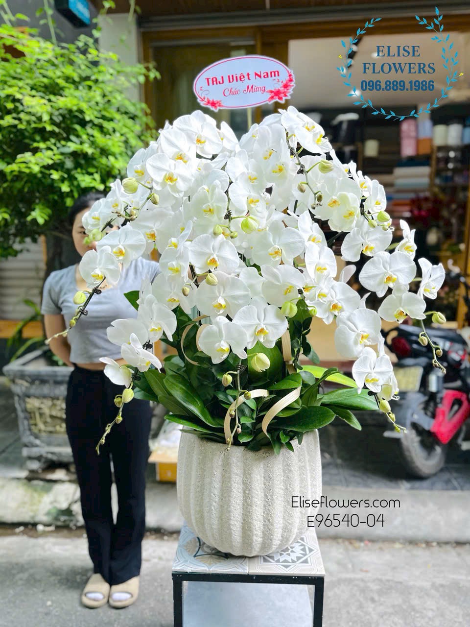 Chậu lan hồ điệp Hà Nội. Mua chậu lan hồ điệp Hà Nội 12 cành. Shop lan hồ điệp Eliseflowers