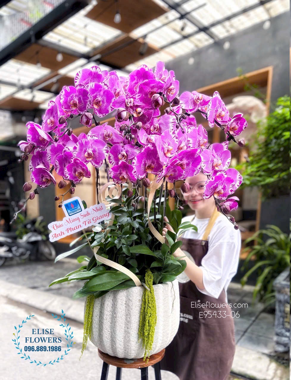Mua chậu lan hồ điệp nhập khẩu cao cấp chúc mừng đối tác. Shop hoa lan hồ điệp Hà Nội - Eliseflowers