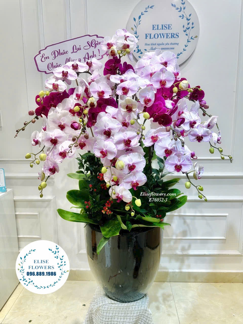 Chậu lan hồ điệp tím hồng cao cấp. Địa chỉ mua chậu lan hồ điệp uy tín Hà Nội - Eliseflowers
