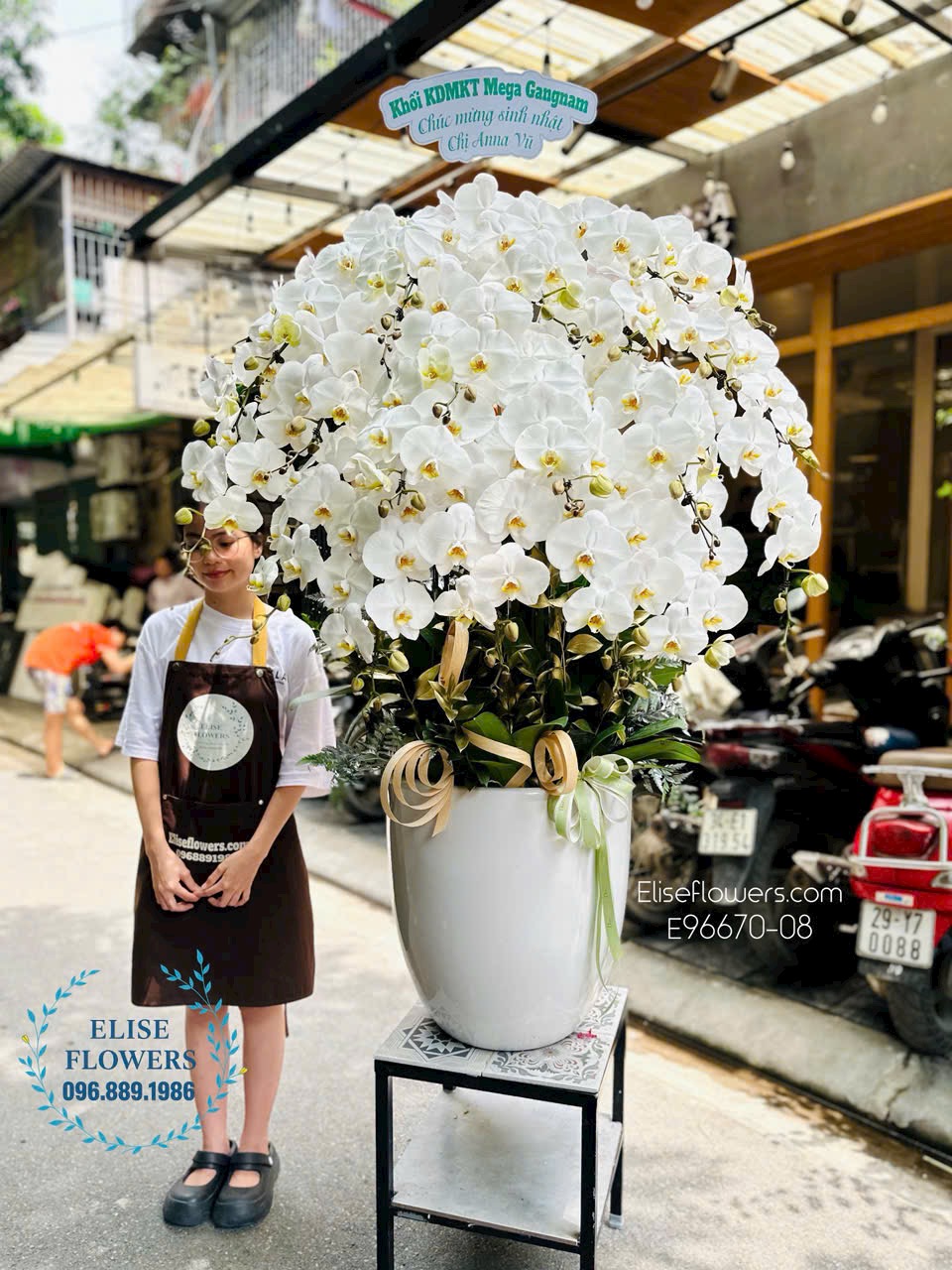 Mua chậu lan hồ điệp tắng nhập khẩu Vip tặng sinh nhật công ty.