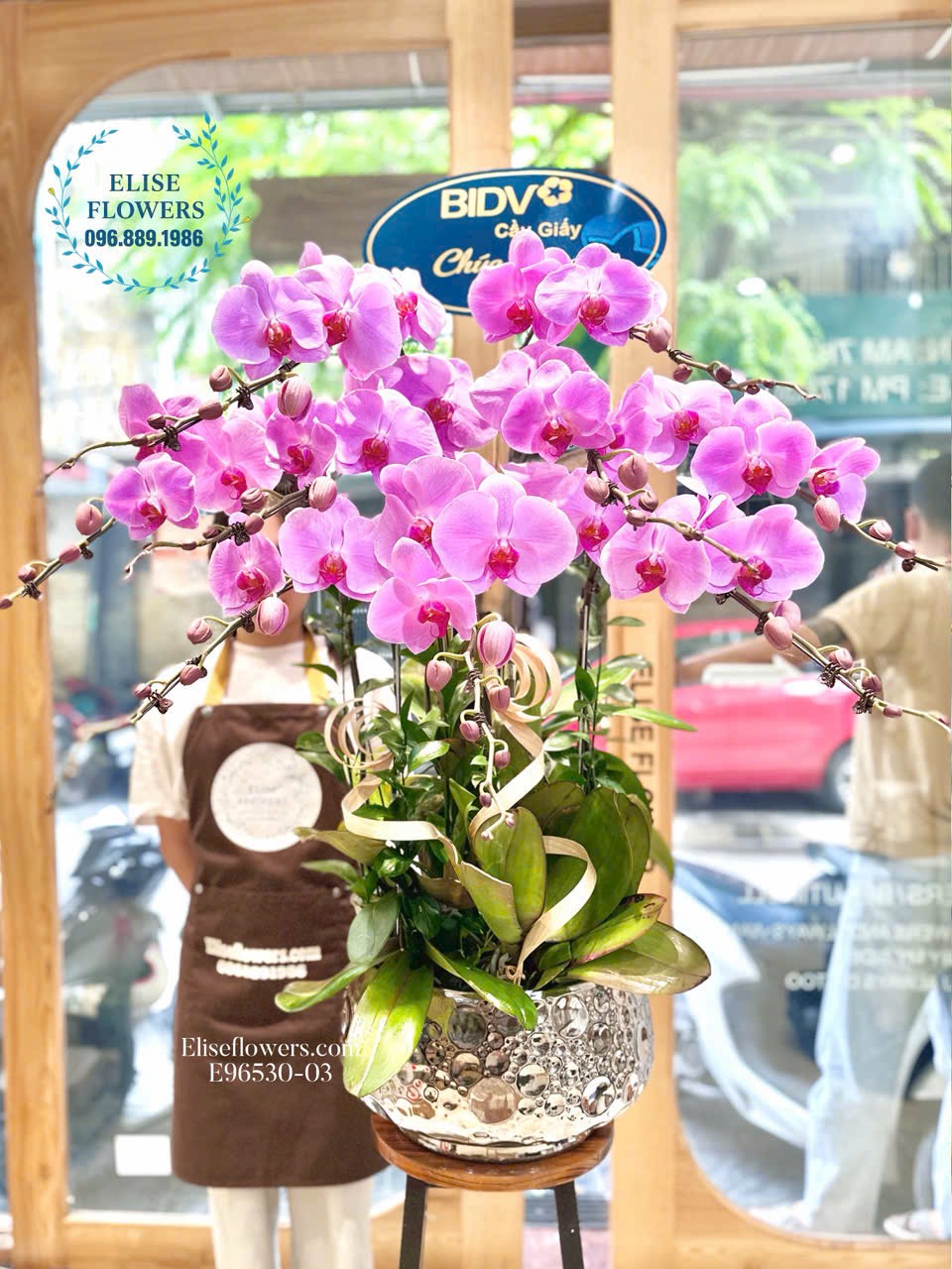 Mua chậu lan hồ điệp tím hồng quý phái chúc mừng đối tác.