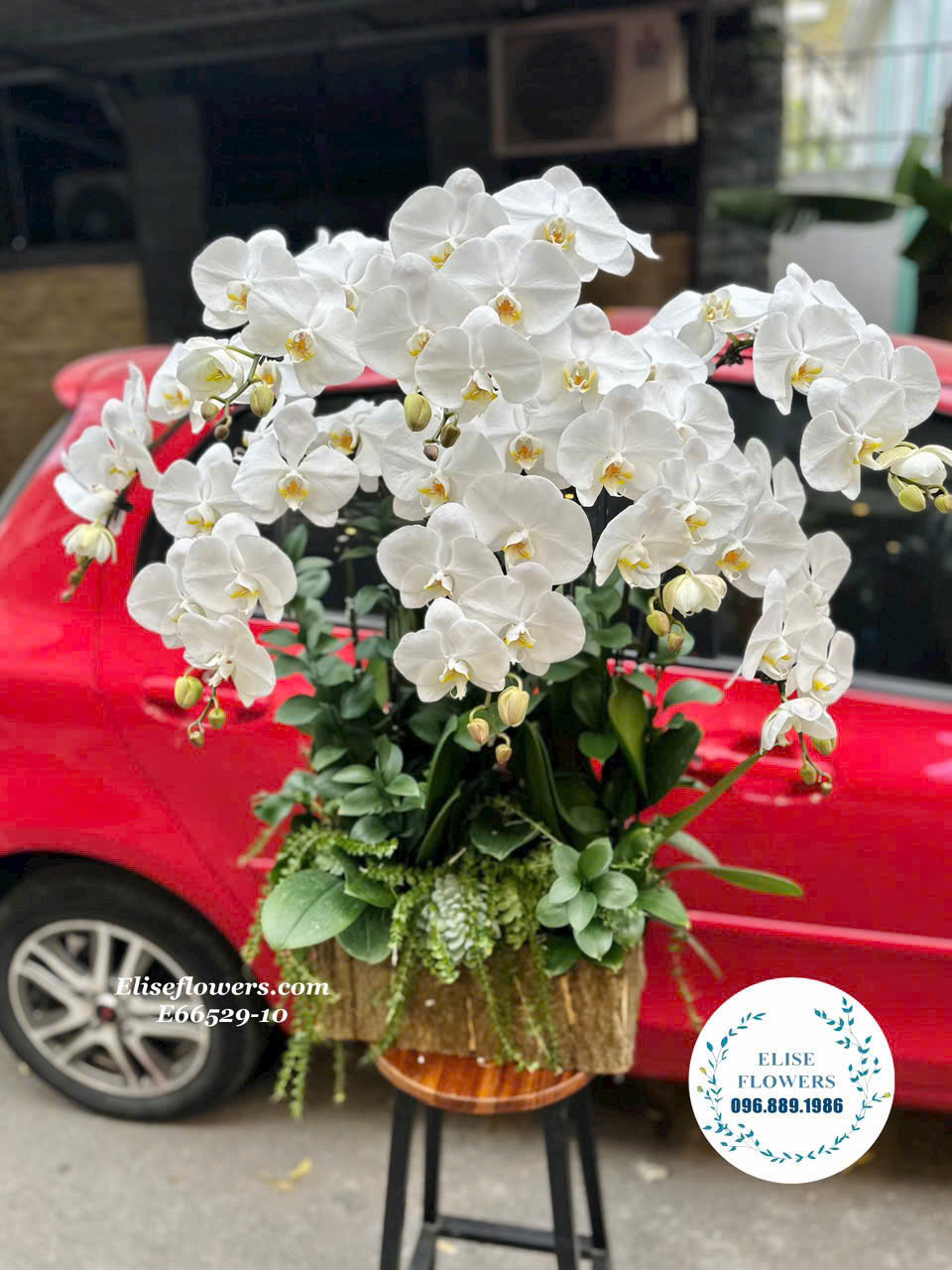 Đặt hoa lan hồ điệp tại Tiệm hoa Eliseflowers. Mua hoa lan hồ điệp tặng 20-11