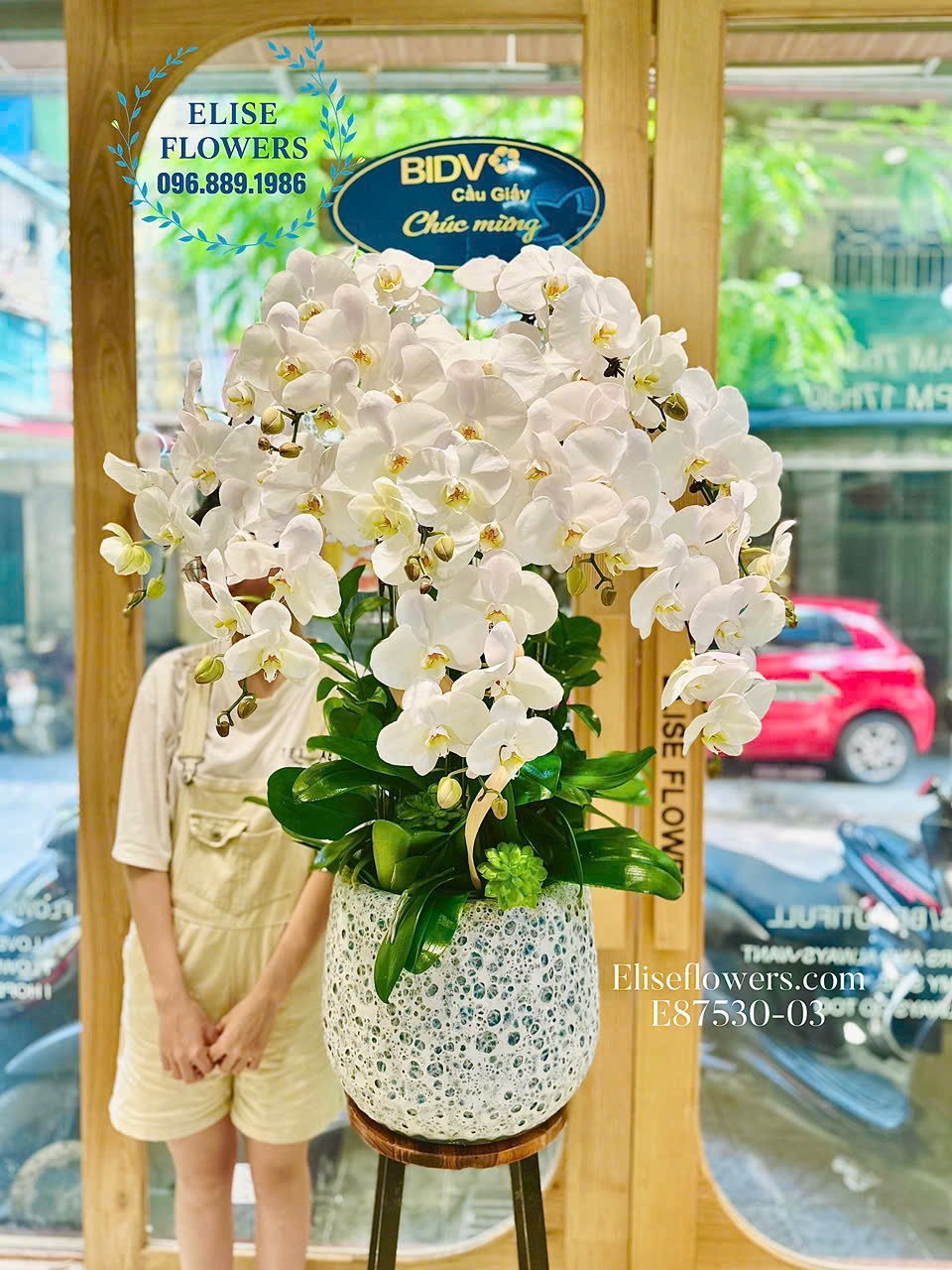 Mua chậu lan hồ điệp nhập khẩu cao cấp tặng đối tác.