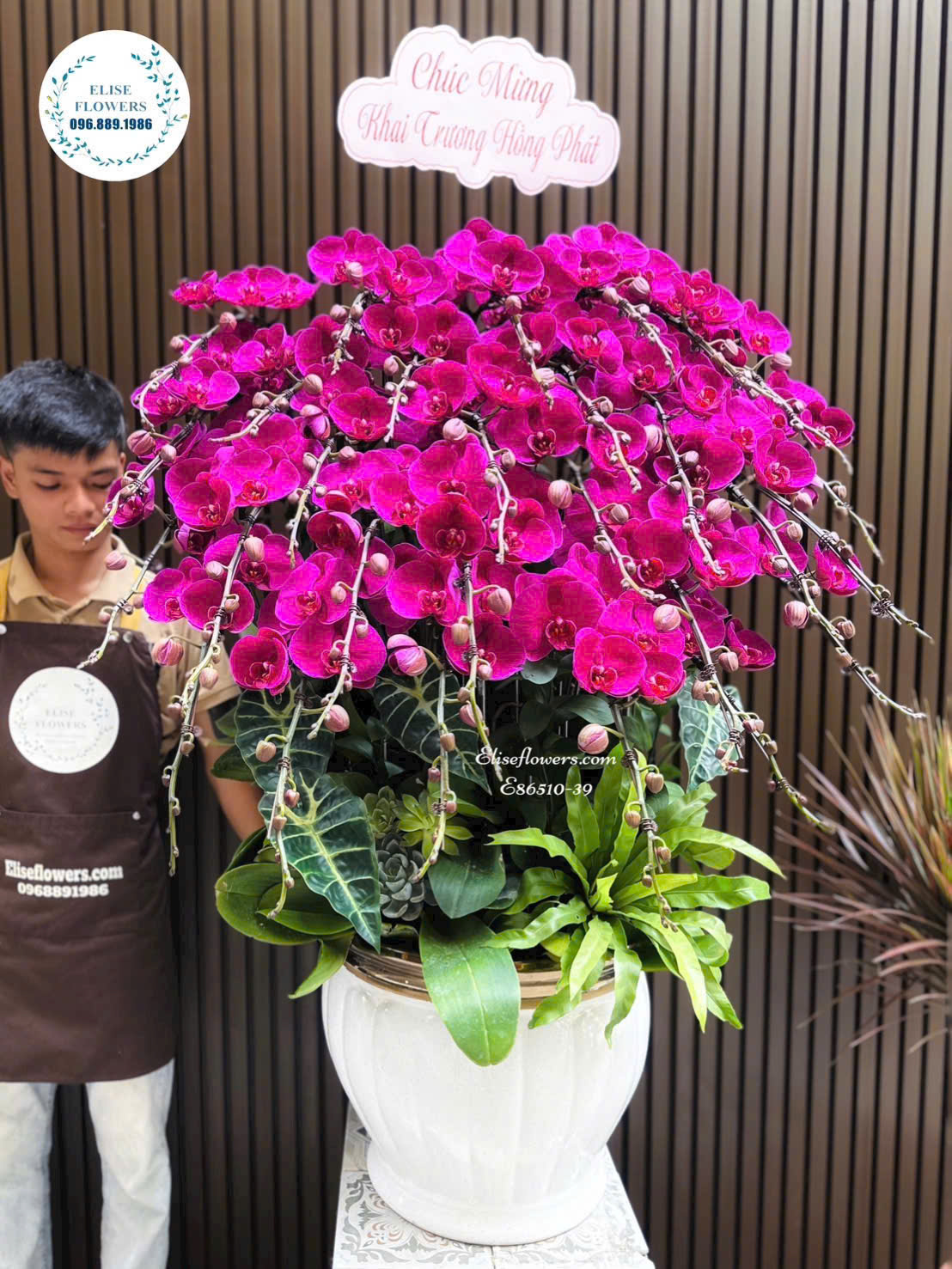 Chậu Lan Hồ Điệp Đỏ Ớt Cao Cấp Mừng Khai Trương Khách Hàng- Eliseflowers Ba Đình