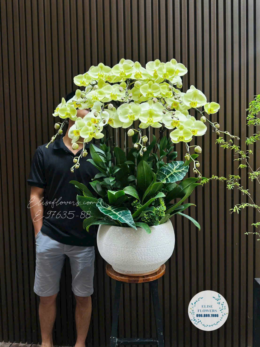Chậu lan hồ điệp xanh táo cao cấp tặng Ông nội- Eliseflowers