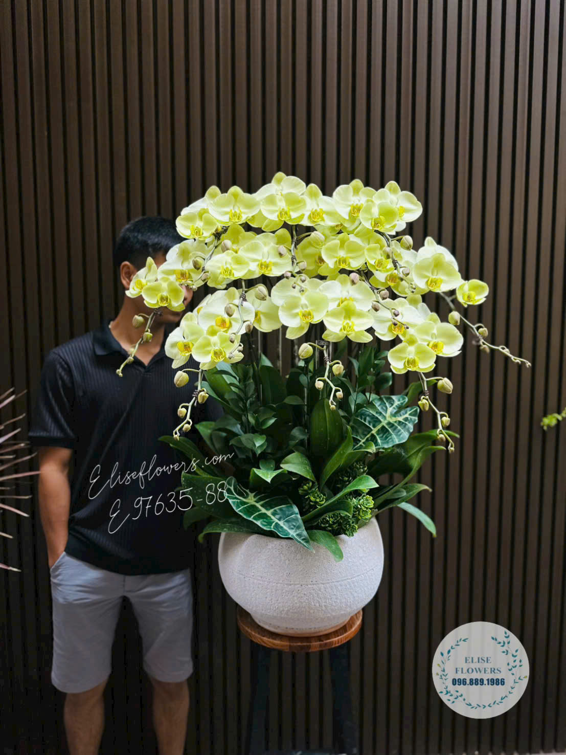 Chậu lan hồ điệp xanh táo cao cấp tặng Ông nội- Eliseflowers